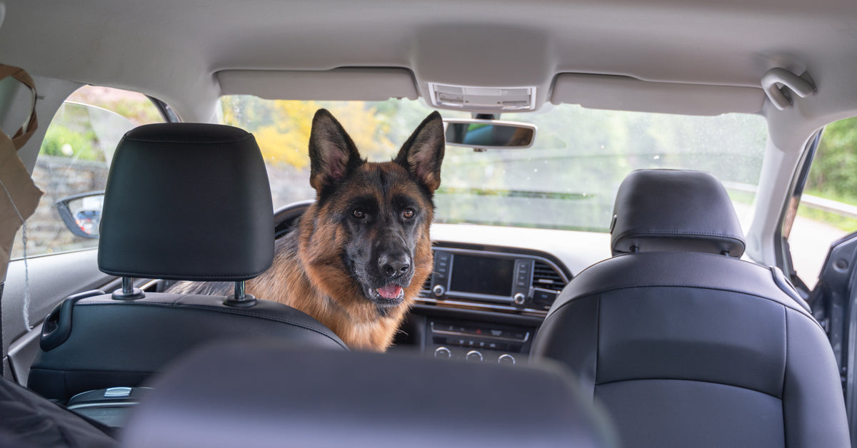 How to Keep Your Car Smelling Clean (Even with Pets or Kids)